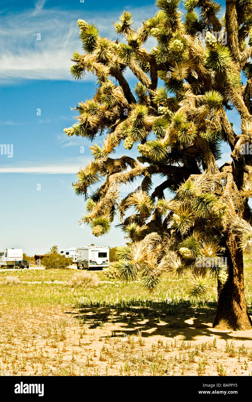 CA Joshua Tree Wohnmobile geparkt unter Joshua Tree Yucca brevifolia Stockfoto