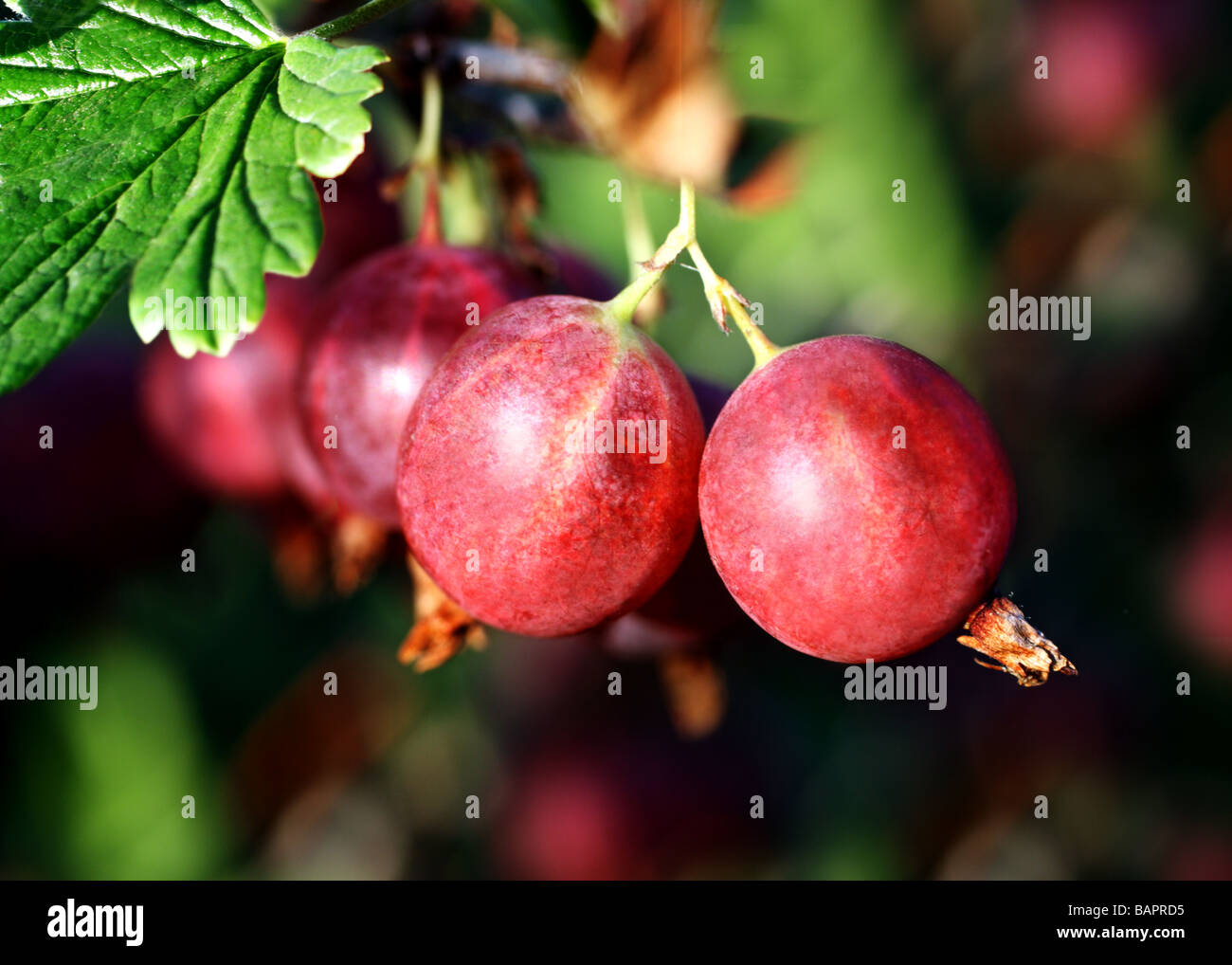 rote Stachelbeere Beeren am Zweig Stockfoto