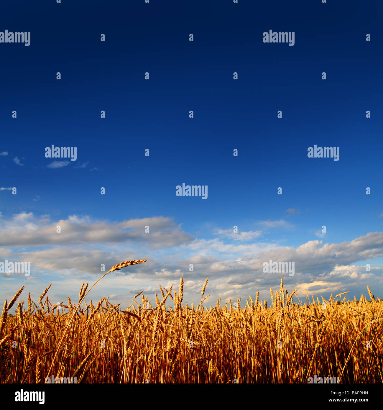 Stiele der Weizen im Abendlicht unter blauem Himmel Stockfoto