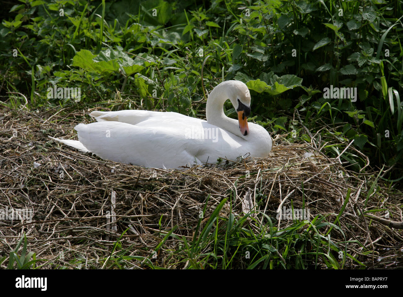 Höckerschwan sitzen auf Nest, Cygnus Olor, Anatidae Stockfoto