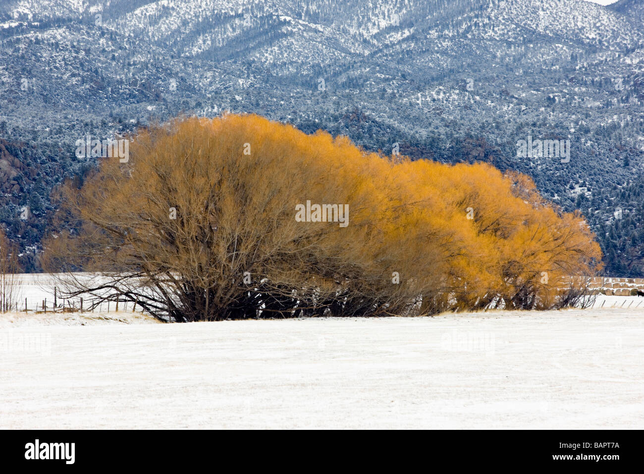 Cottonwood Bäume beginnen zu blühen in einen frühen Frühling Schneesturm off Route 285 in der Nähe von Buena Vista Colorado USA Stockfoto