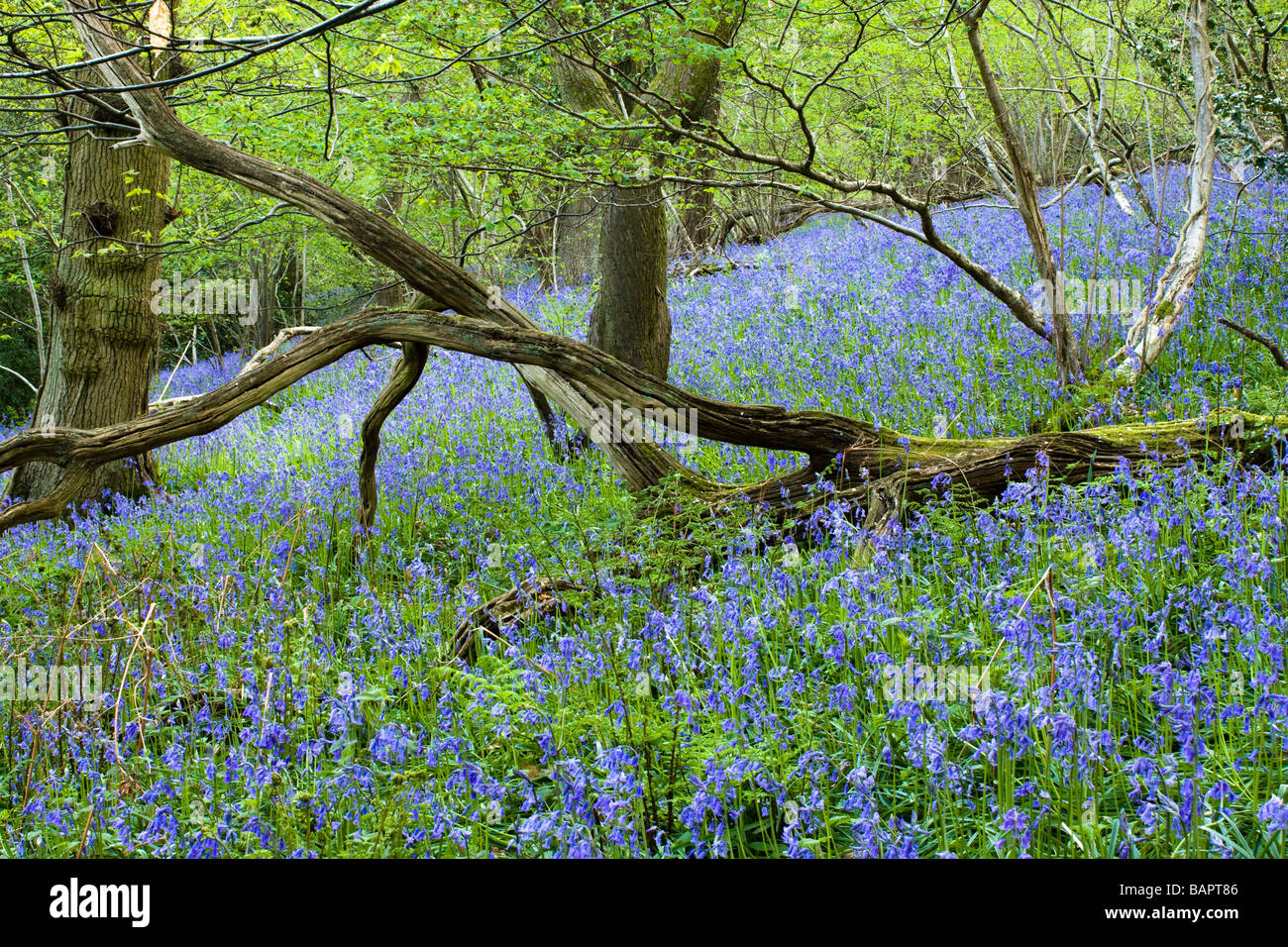 Bluebell woods Stockfoto