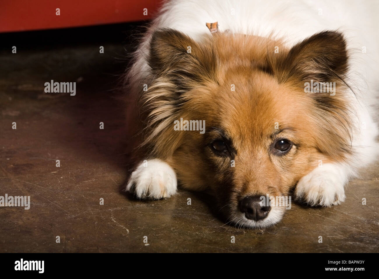 Hund legt sich drinnen hin Fotos und Bildmaterial in hoher Auflösung Alamy