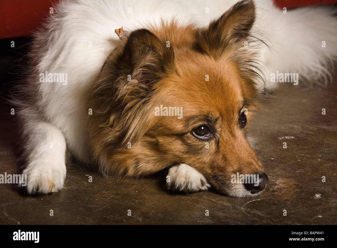 Hund legt sich drinnen hin Fotos und Bildmaterial in hoher Auflösung Alamy