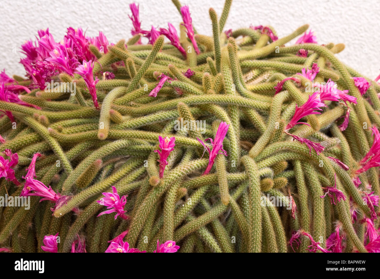 Ratte es Tail Kaktus / Kakteen blühen Stockfoto