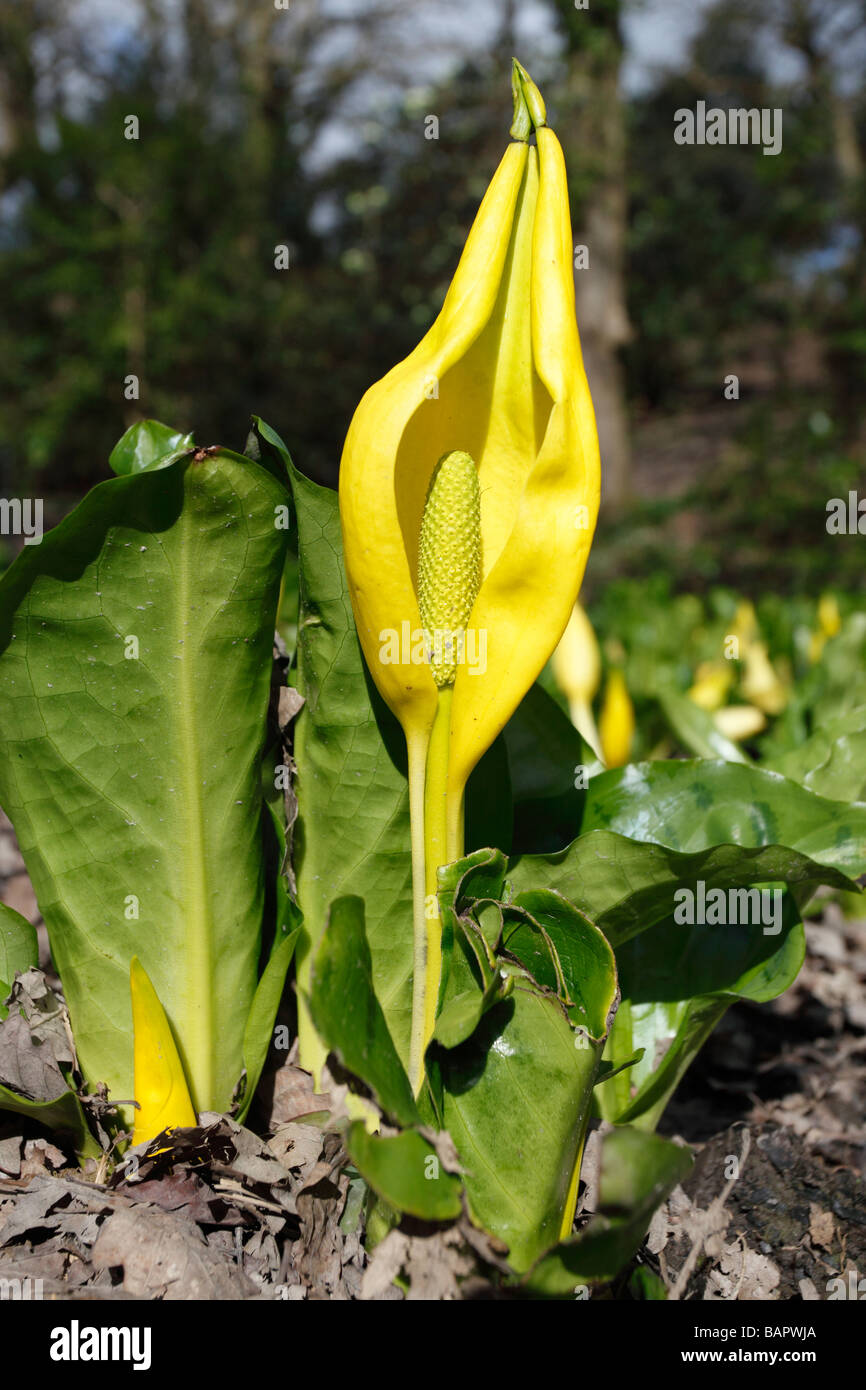 SKUNK CABBAGE Lysichiton Americanus Pflanze IN Blüte Stockfoto