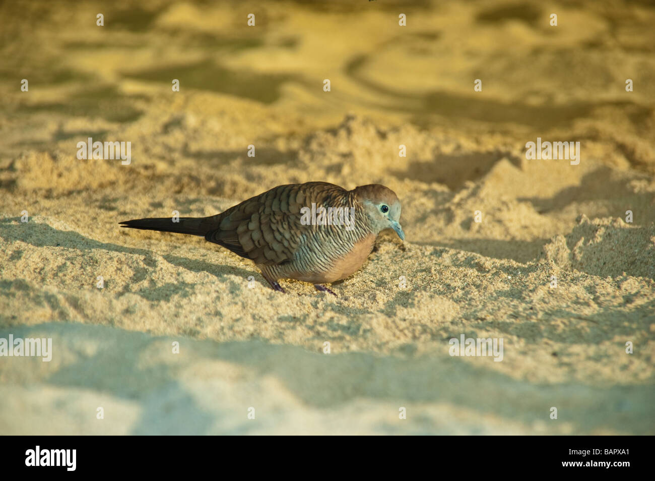 Vogel am Strand bei Sonnenuntergang Mauritius Stockfoto