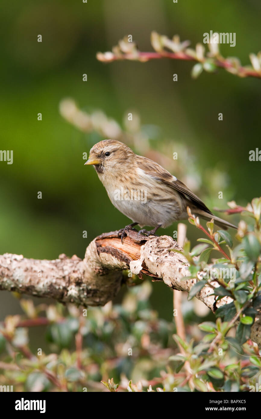 Geringerer Redpoll Zuchtjahr Kabarett Erwachsenfrau thront Stockfoto