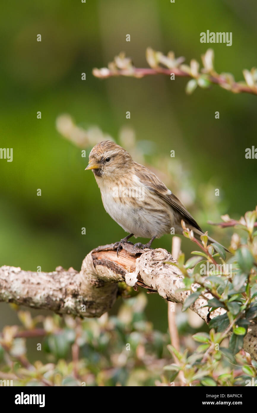Geringerer Redpoll Zuchtjahr Kabarett Erwachsenfrau thront Stockfoto