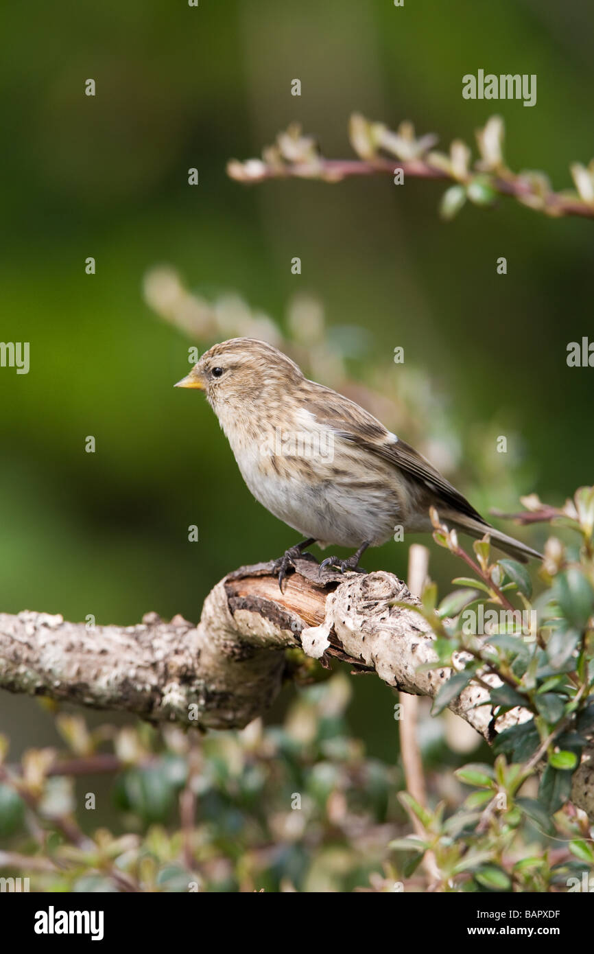 Geringerer Redpoll Zuchtjahr Kabarett Erwachsenfrau thront Stockfoto