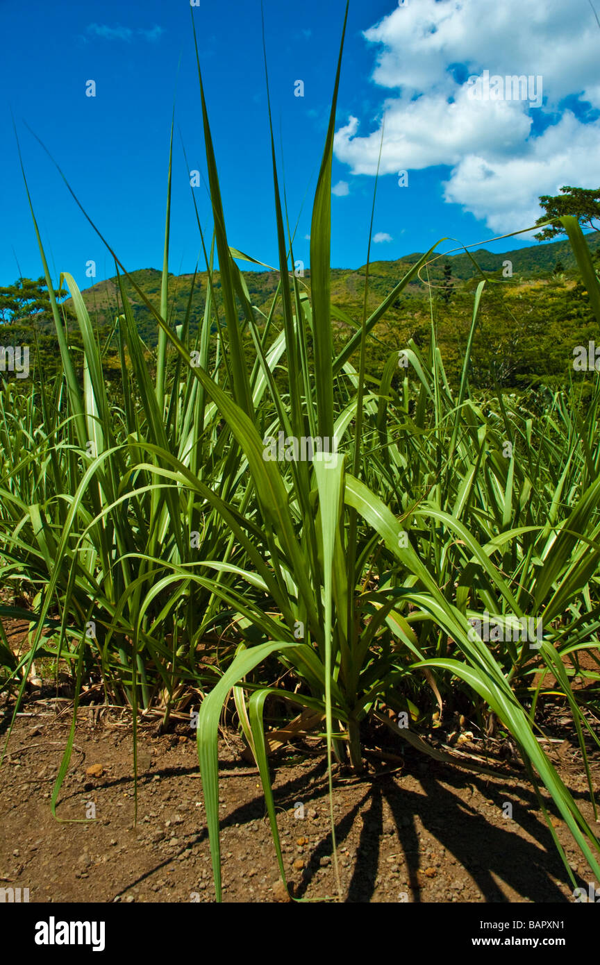 Sugar cane saccharum officinarum Fotos und Bildmaterial in hoher