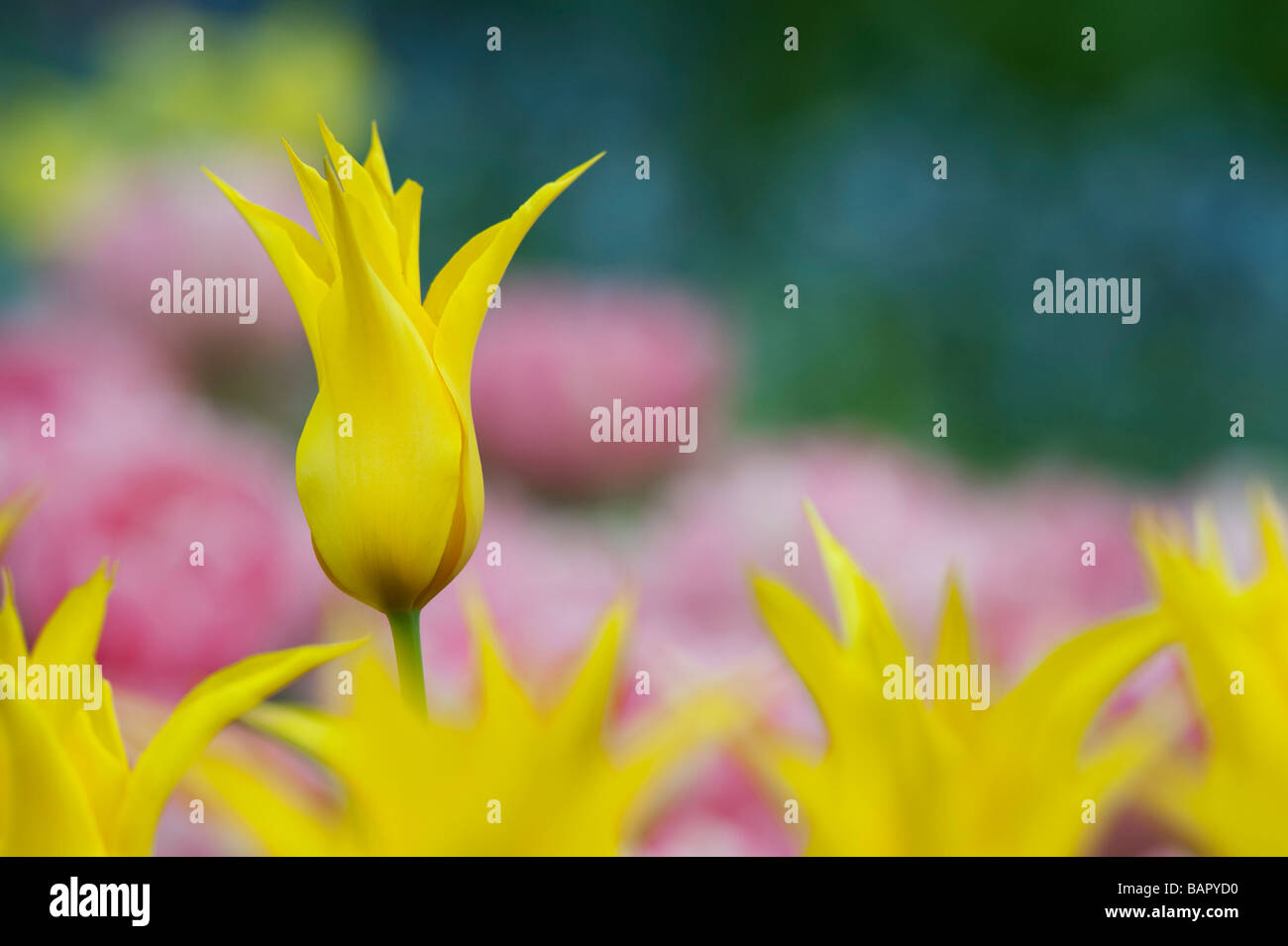 Tulipa Lily Bluhenden Tulpe West Point Im Keukenhof Lisse