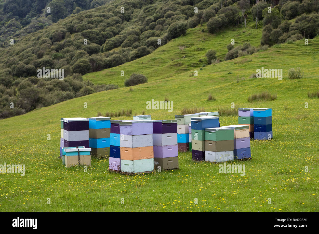 Bienenstöcke in Neuseeland Stockfoto