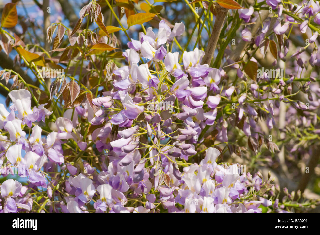 Chinesische Wisteria Glyzinien Stockfoto