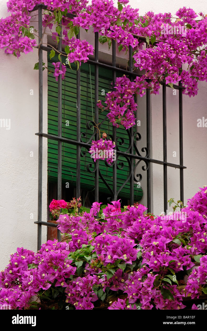 Andalusien Patio Patios de Mayo Blumen in voller Blüte Fenster Bougainvillea Stockfoto