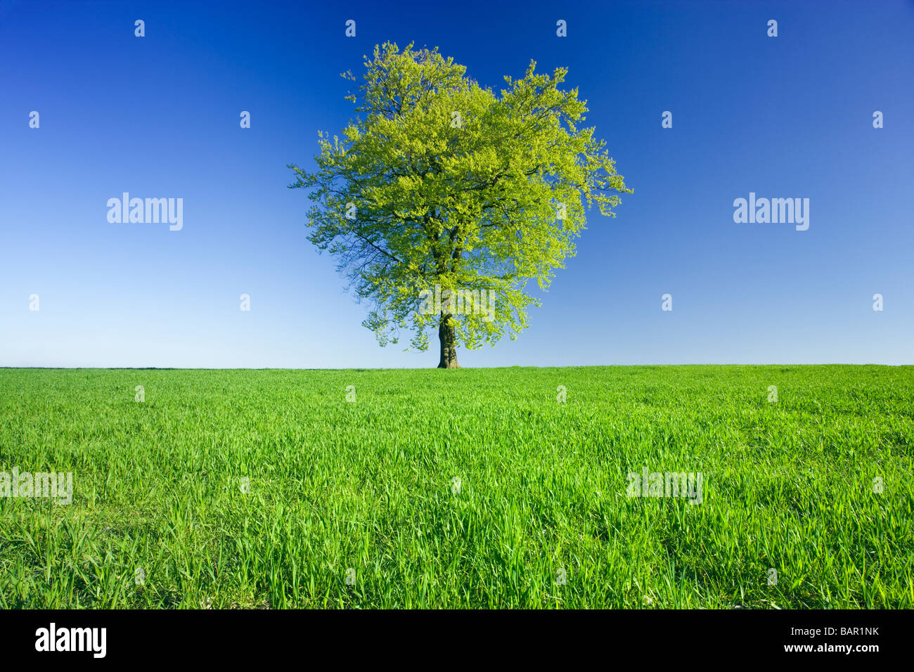 Einzigen Buche im Bereich der jungen Pflanze. Surrey, UK. Stockfoto