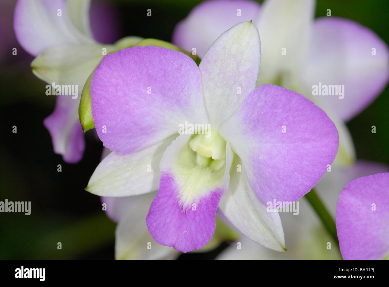 Eine besondere Vielfalt der Orchidee Stockfoto