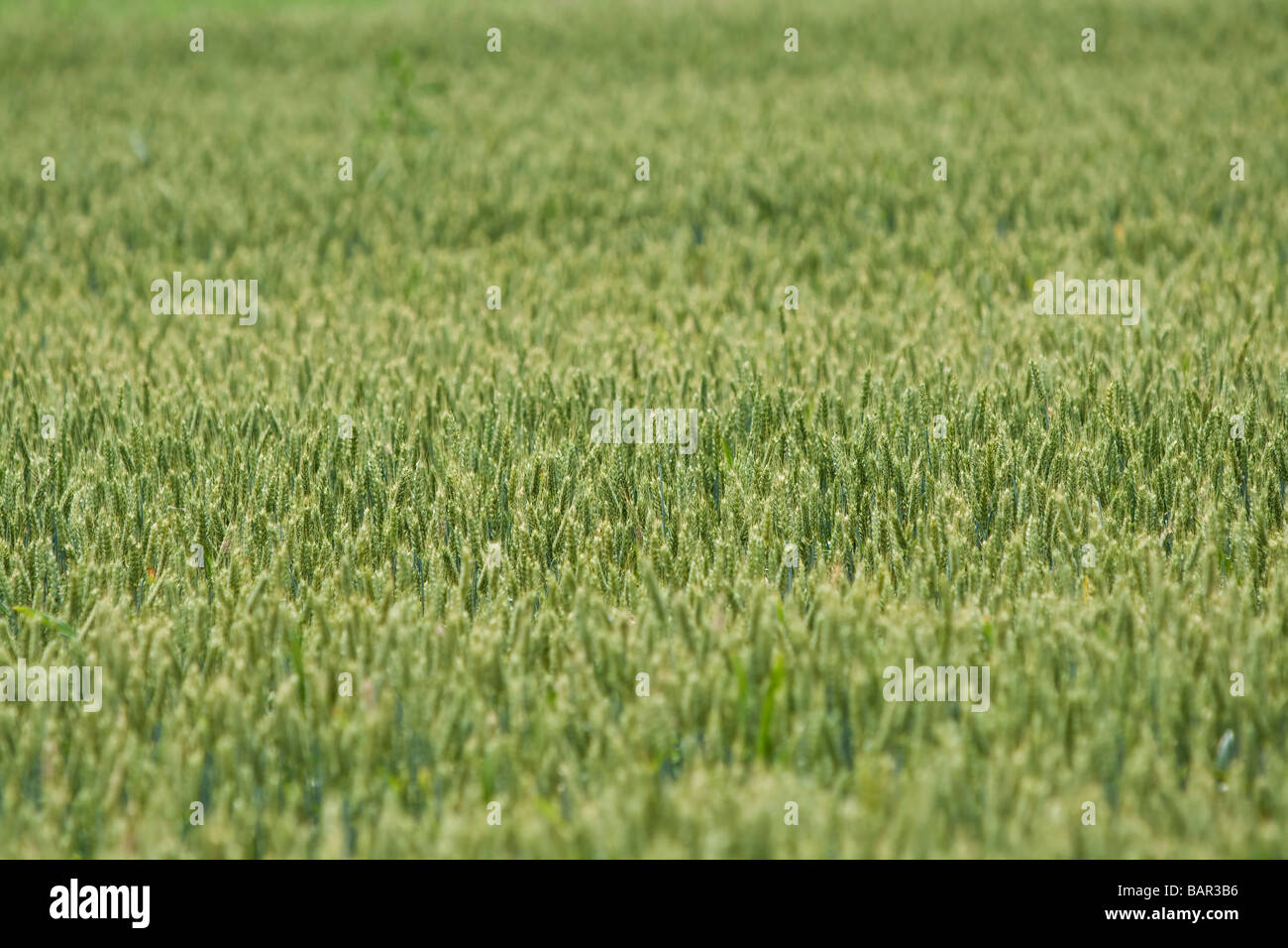 Weizenfeld (Triticum) Stockfoto