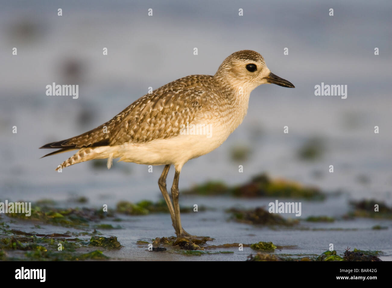 Schwarzbäuchigen Regenpfeifer (Pluvialis Squatarola) stehend auf einem schlammigen Strand an der Wasserlinie Stockfoto