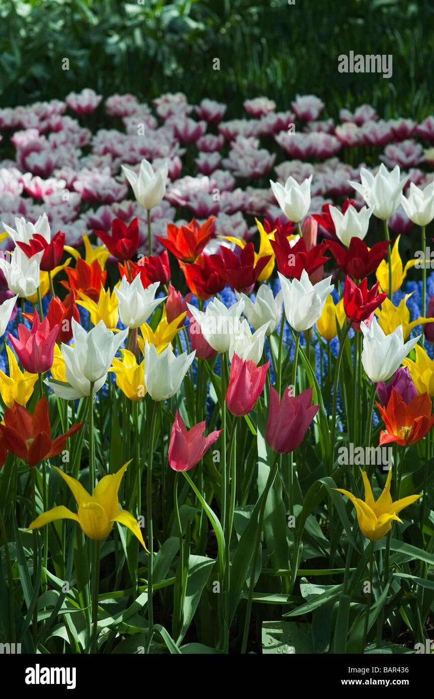 Tulipa. Tulip Blumen im Keukenhof Lisse, Amsterdam, Holland Stockfoto