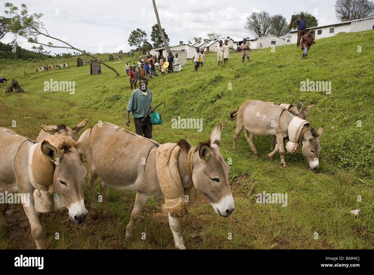 Die Tiere, Kenia Stockfoto