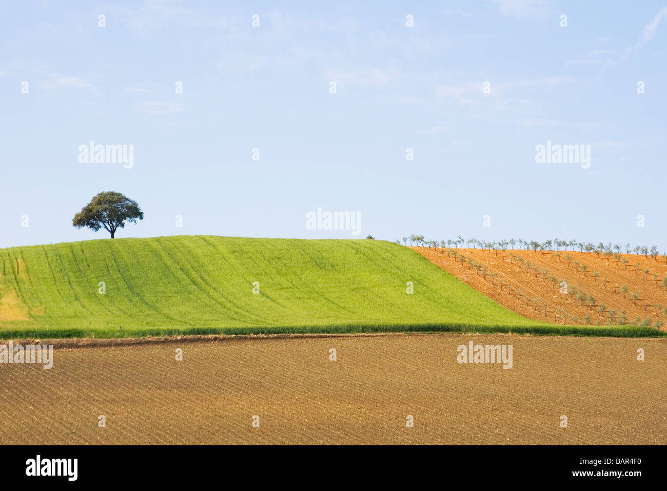 Eine hügelige Landschaft in Cordoba Provinz Andalusien Spanien Stockfoto