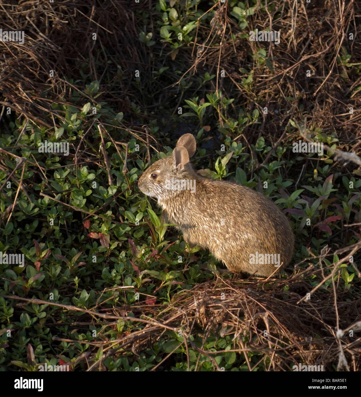 Sumpf-Kaninchen in Paynes Prairie Preserve State Park in Florida Stockfoto