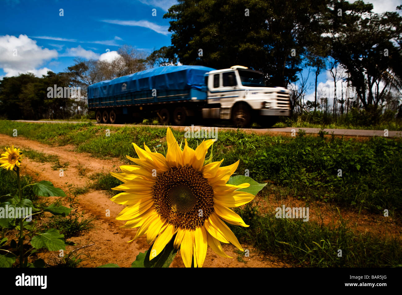 Sonnenblume-Plantage für Pflanzenöl-Produktion bei BR 163 Road in der Nähe von Sinop Stadt Staat Mato Grosso, Brasilien Stockfoto