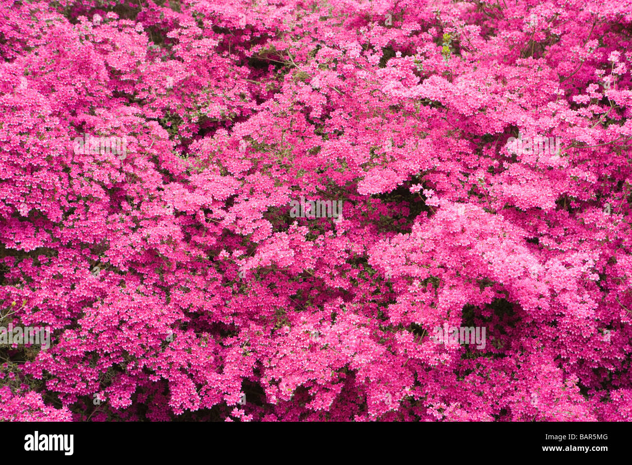 Azalee (Rhododendron 'Amoenum'). UK-Garten. Stockfoto