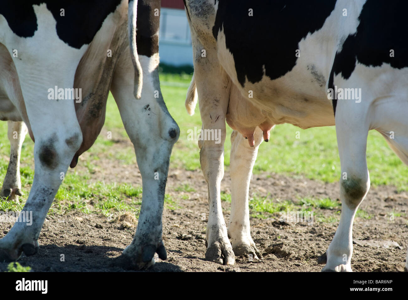 GRUB auf Kuh, Schweden Stockfoto