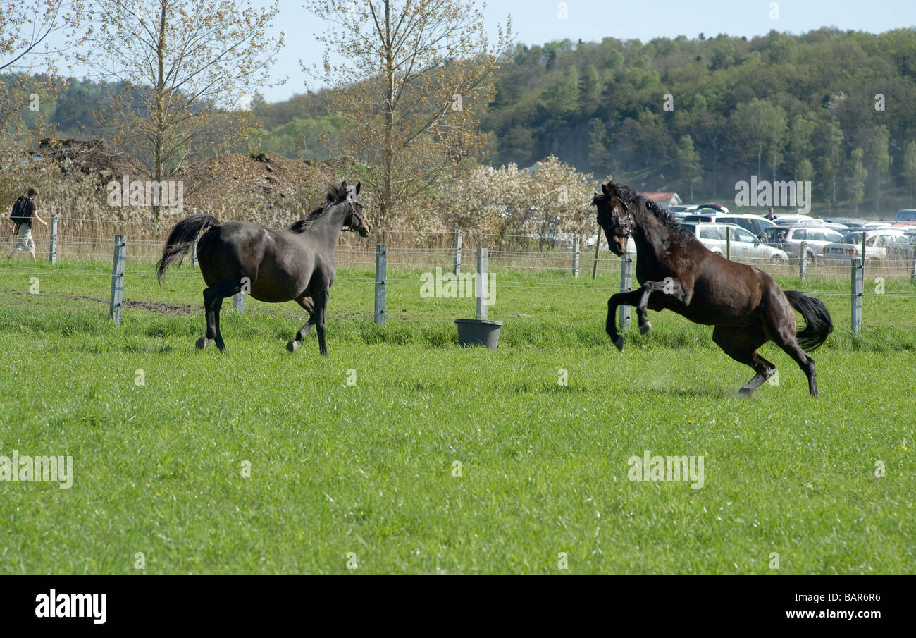 Pferde laufen, Schweden Stockfoto