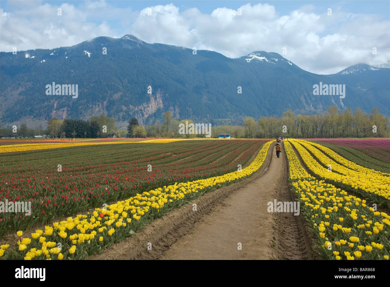 Tulpen blühen an der Agassiz Tulip Festival 2009, "British Columbia", Canada Stockfoto