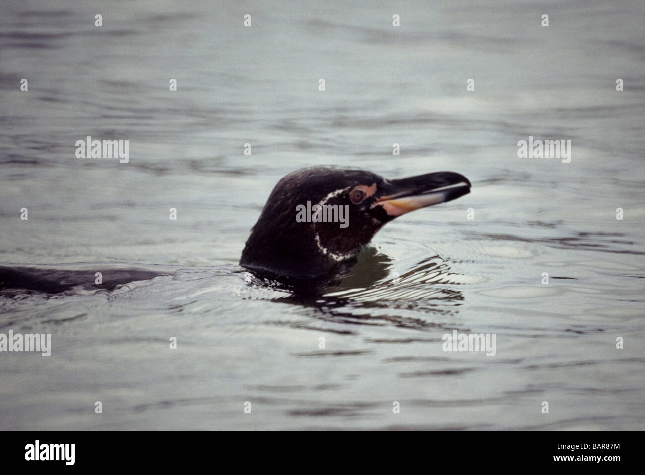 Galápagos-Pinguin schwimmen direkt vor der Küste der Insel Isabela. Stockfoto