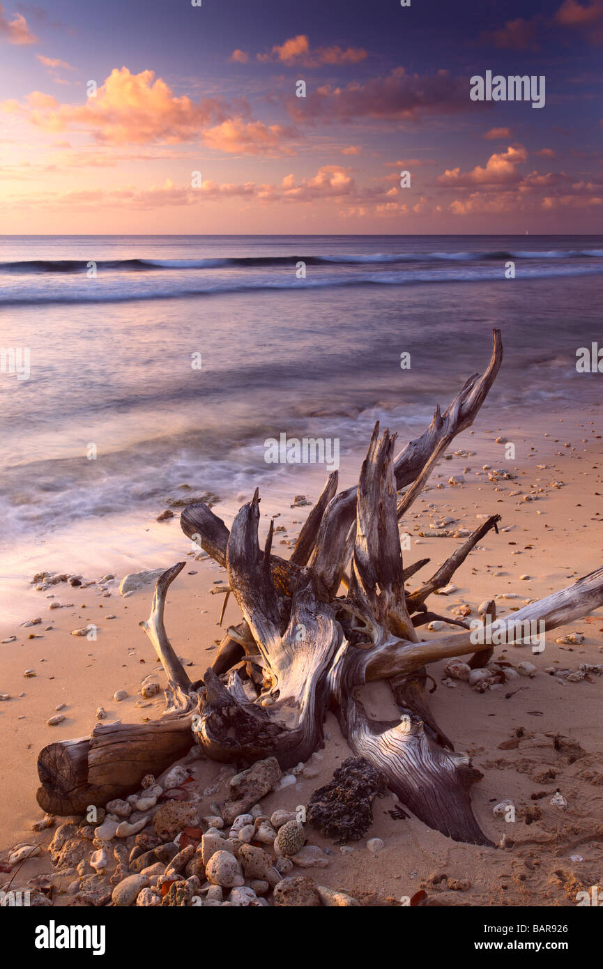 Baumstämme oder Treibholz in der Nähe von Speightstown oder "Kleine Bristol" Pier Nahaufnahme, zweitgrößte Stadt in Barbados, "St. Peter" Stockfoto