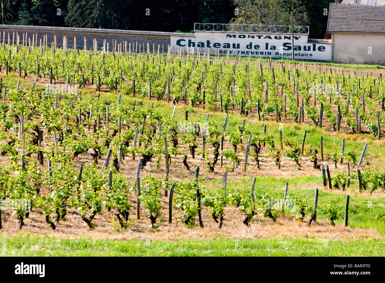 Weinberge der Region Côte Chalonnaise Montagny-Les Buxy Burgund Frankreich Stockfoto