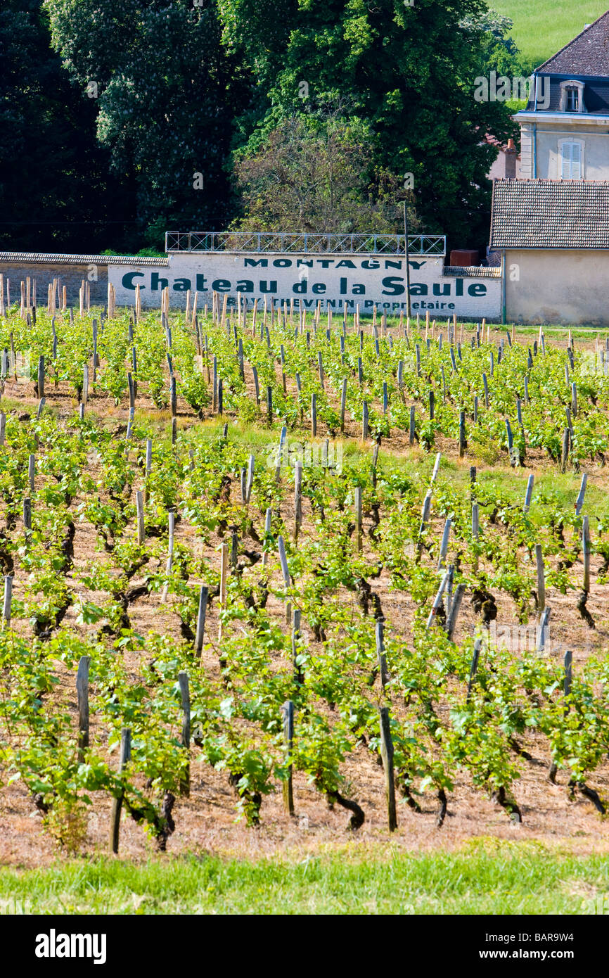 Weinberge der Region Côte Chalonnaise Montagny-Les Buxy Burgund Frankreich Stockfoto