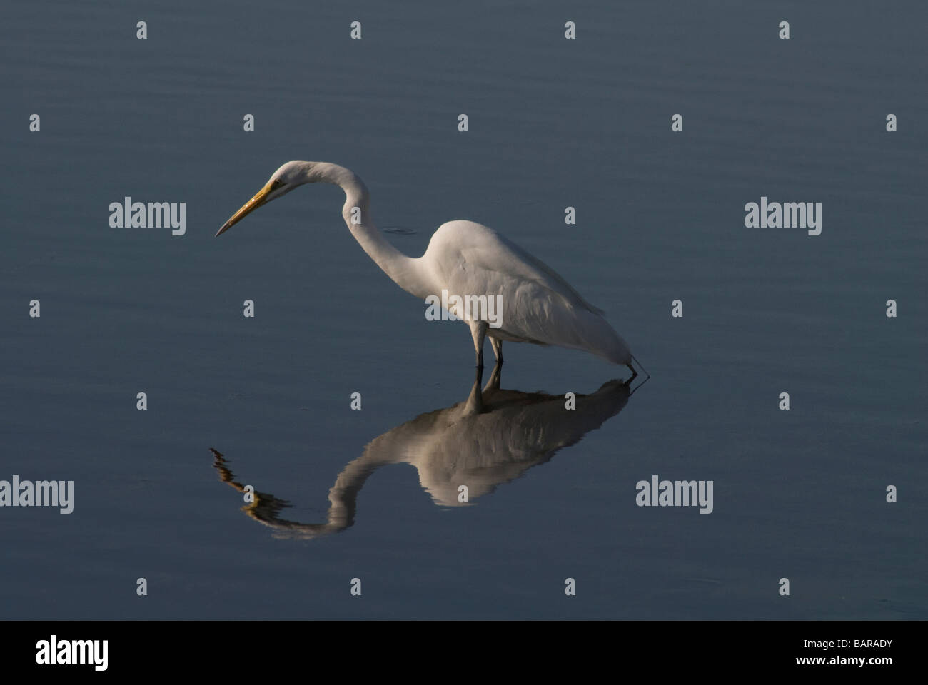 Reiher auf Merritt Island National Wildlife Refuge Titusville, Florida Stockfoto