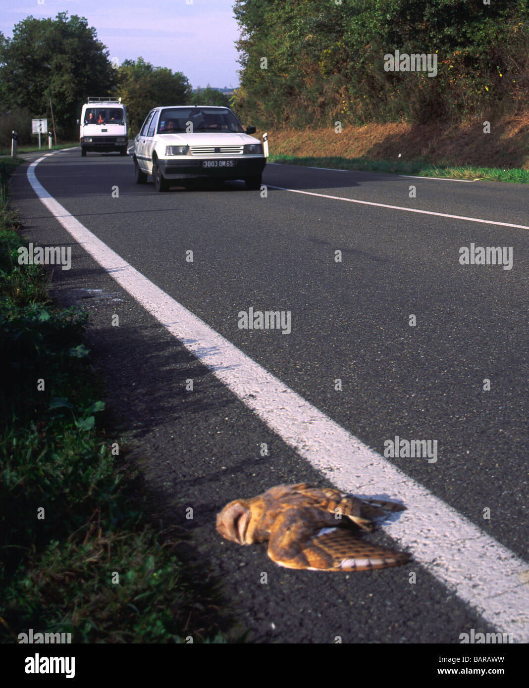 Schleiereule 'Tyto Alba' tot auf der Straße, Autos, nähert sich. Stockfoto