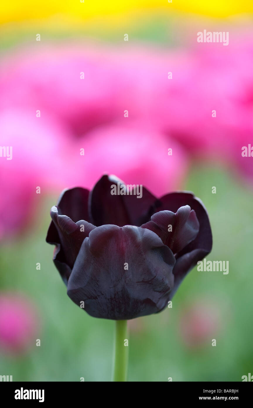 Tulipa 'Königin der Nacht'. Schwarze Tulpe Blume im Keukenhof Lisse, Amsterdam, Holland Stockfoto