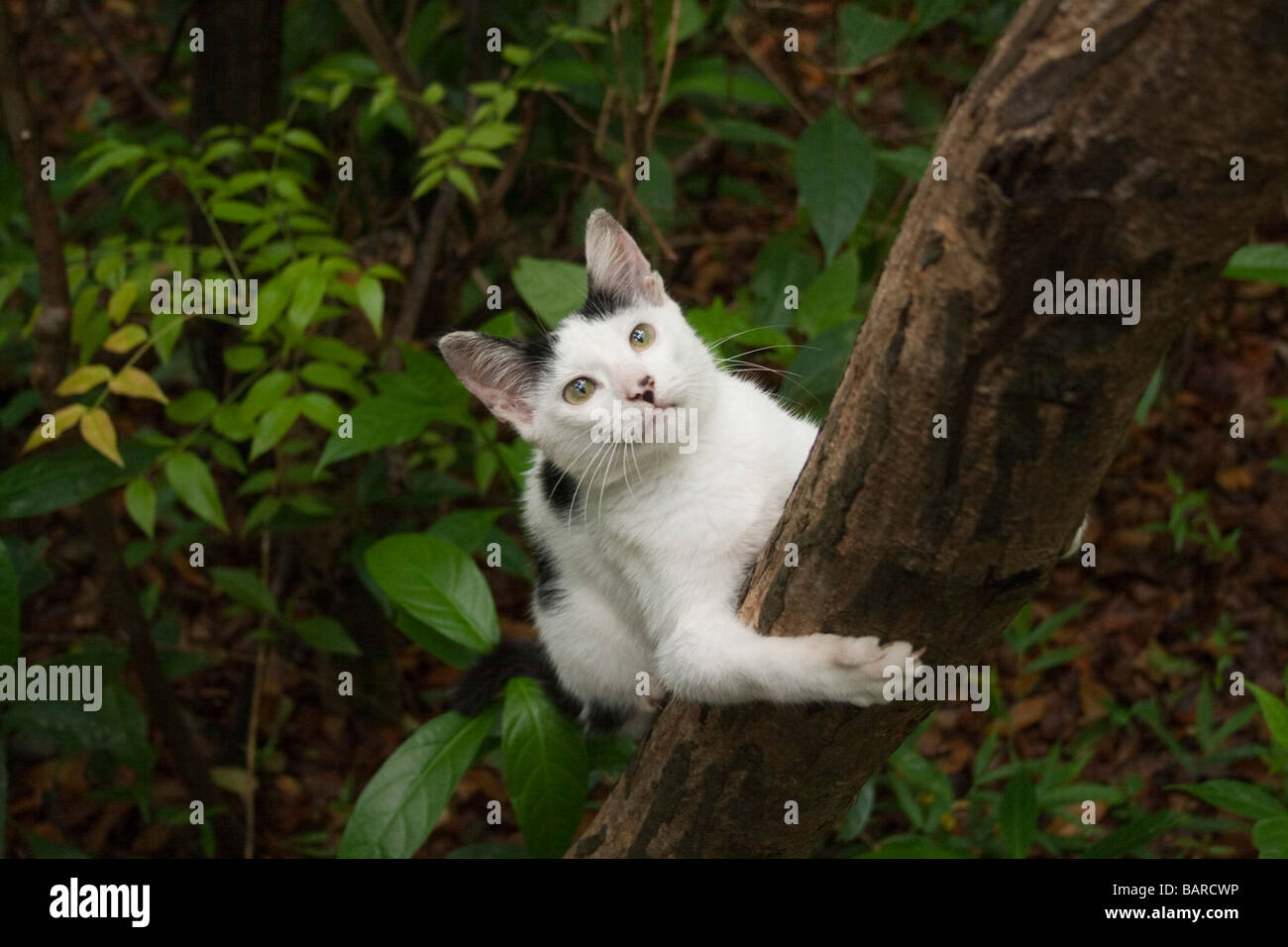 Barbados junge Katze oder Kätzchen Kletterbaum Stockfoto