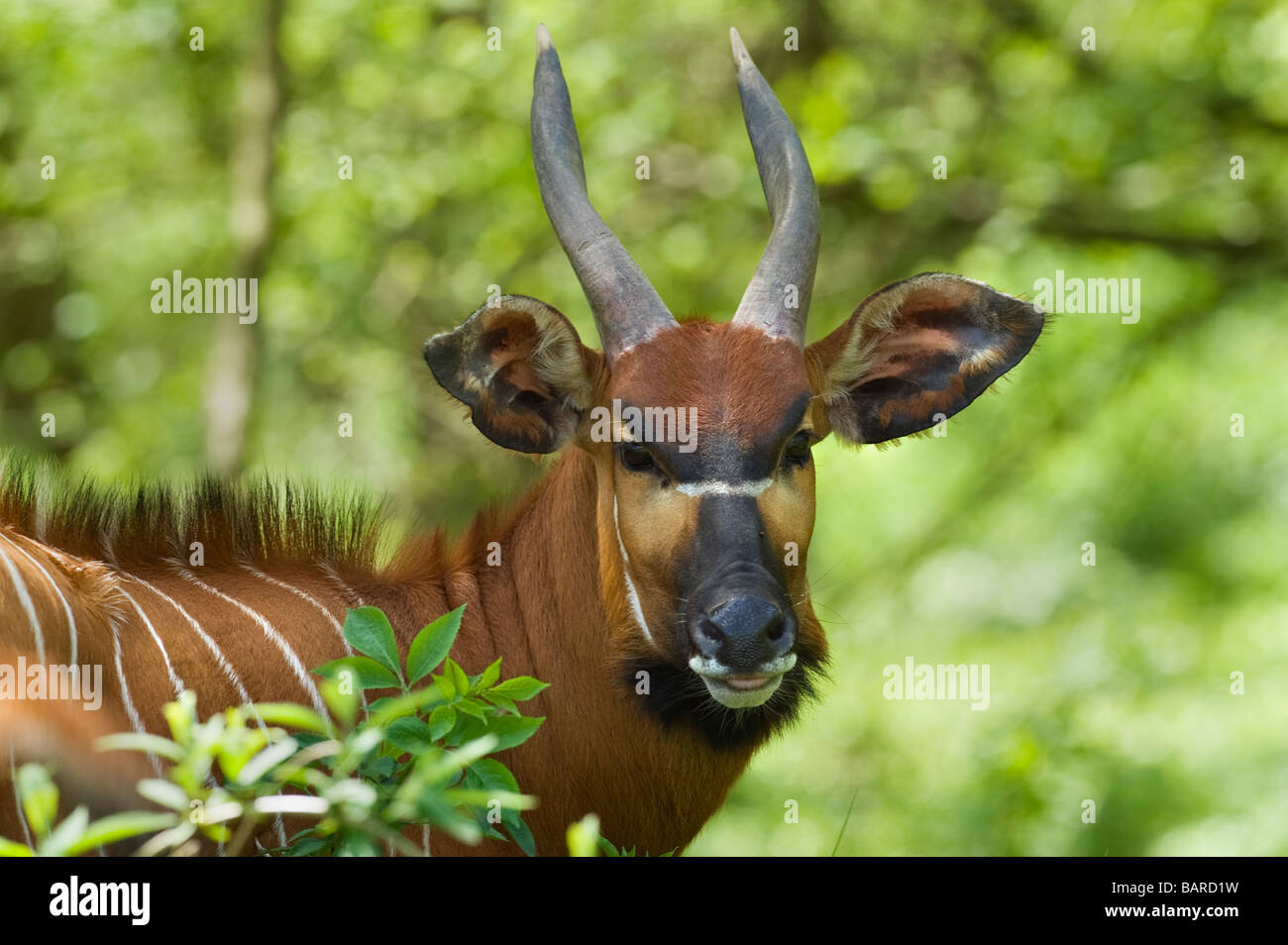 Östlichen Bongo (Tragelaphus Eurycerus Isaaci) in Gefangenschaft, UK Stockfoto