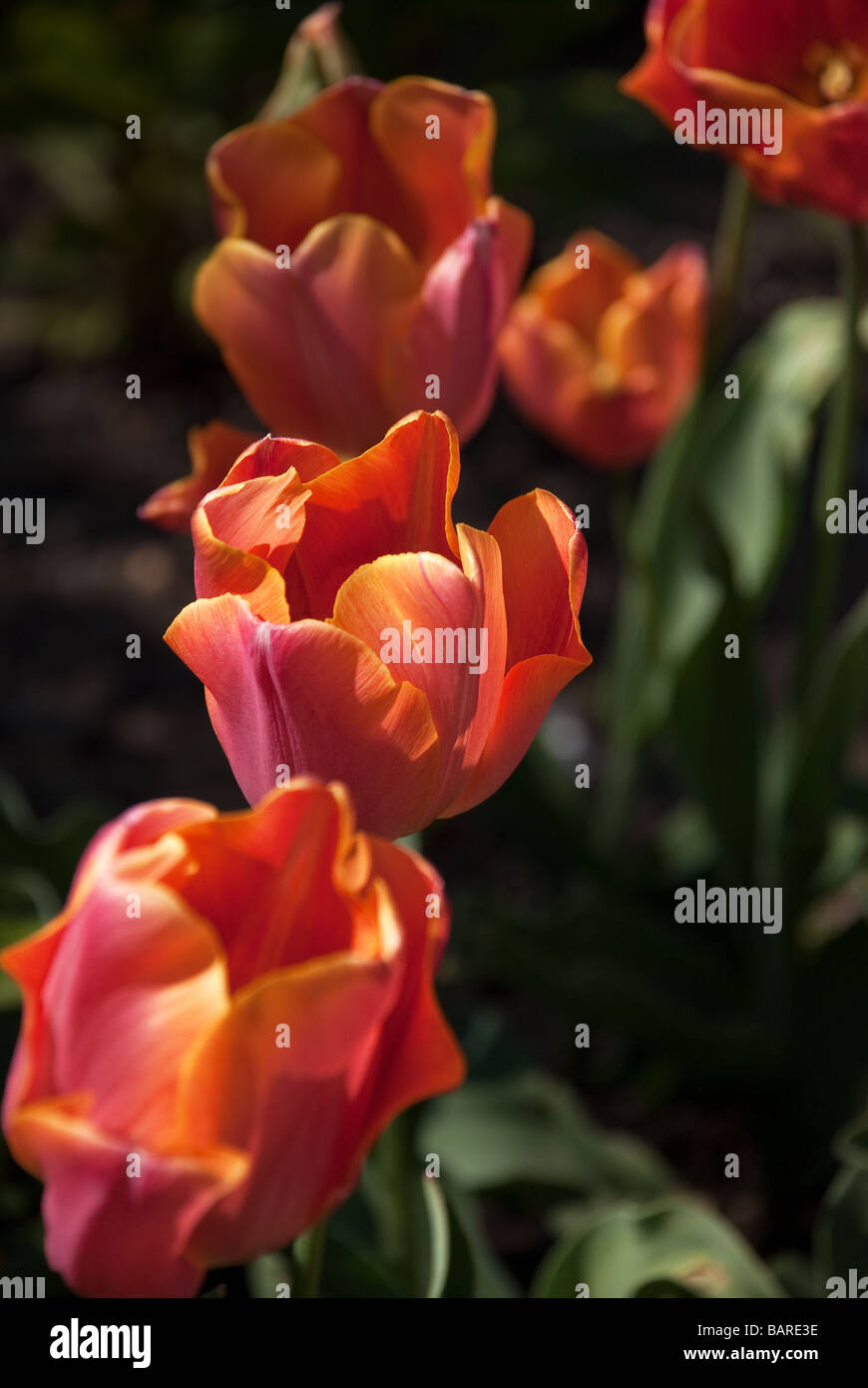 Tulpen blühen im Osterley Park, West-London Stockfoto