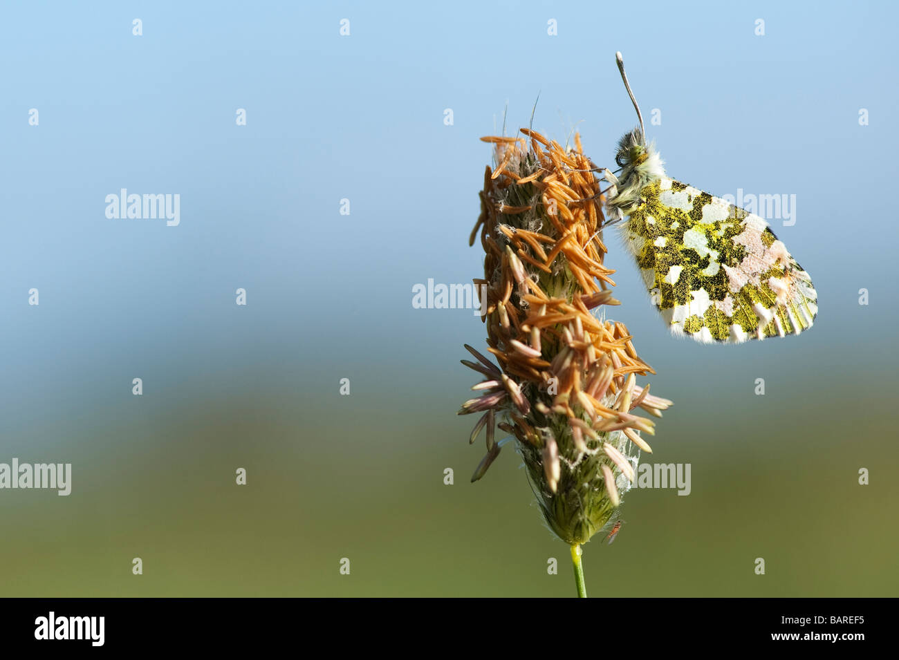 Anthocharis cardamines. Orange tip Schmetterling in der englischen Landschaft auf einem Gras Blume. Großbritannien Stockfoto