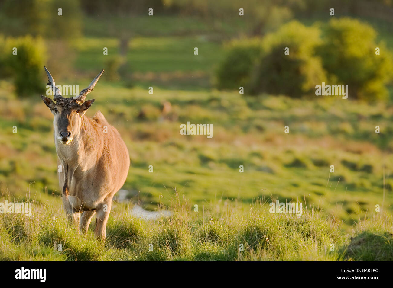 Eland (Tauro Oryx) in Gefangenschaft, UK Stockfoto