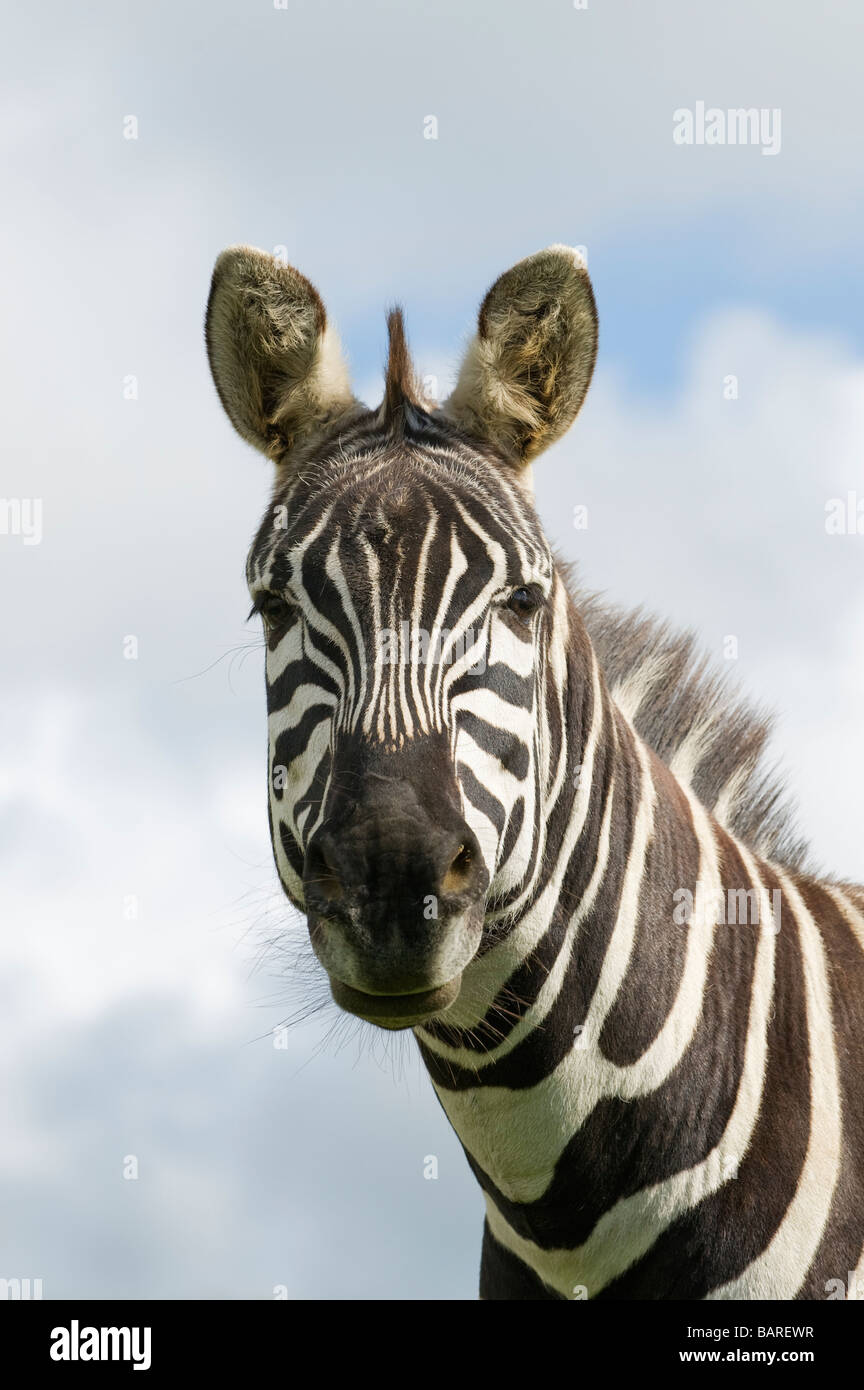 Grant Zebra (Equus Quagga Boehmi) gefangen, UK Stockfoto