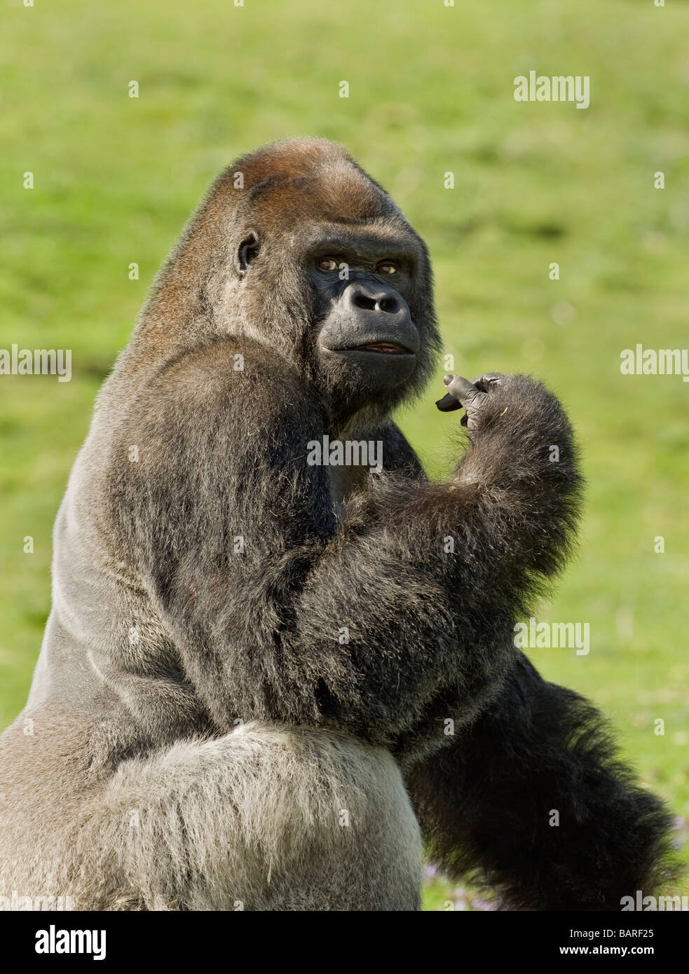 Erwachsener männlicher westlicher Tieflandgorilla (Gorilla g. Gorilla ...