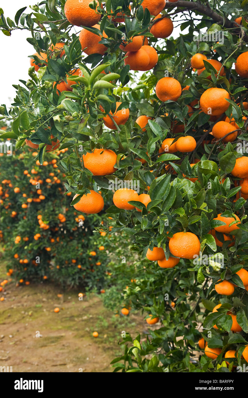 Reife Mandarinen auf Ast. Stockfoto