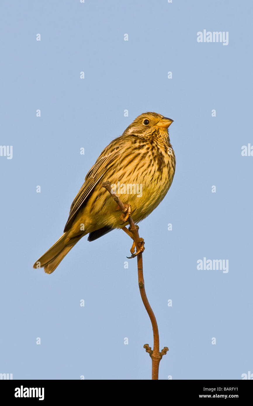 Porträt von Corn Bunting Emberiza calandra Stockfoto