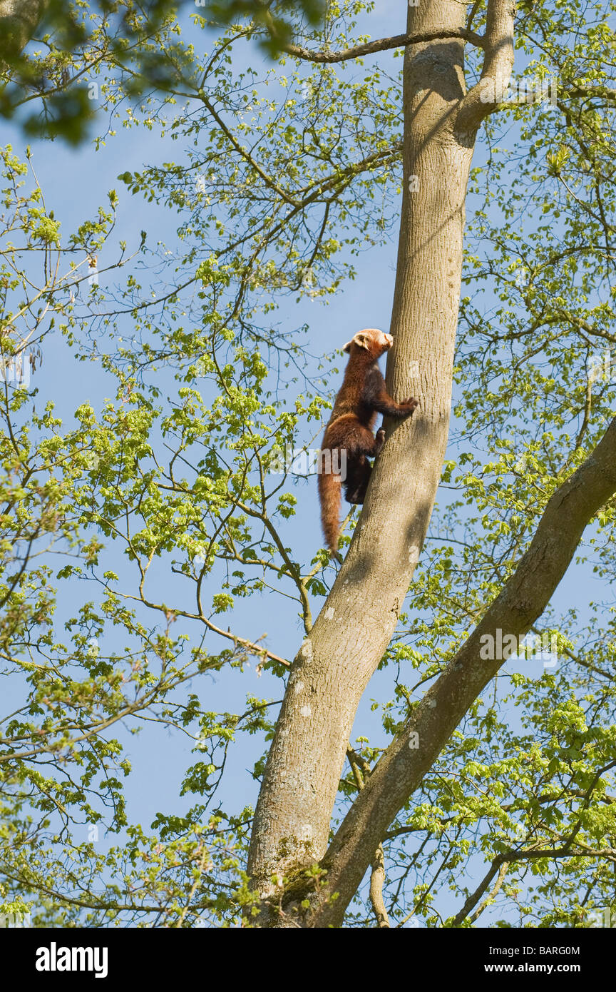 Roter oder kleinerer Panda (Ailurus fulgens) Himalaya China Southern Asia Captive, Port Lympne Wild Animal Park, Großbritannien Stockfoto