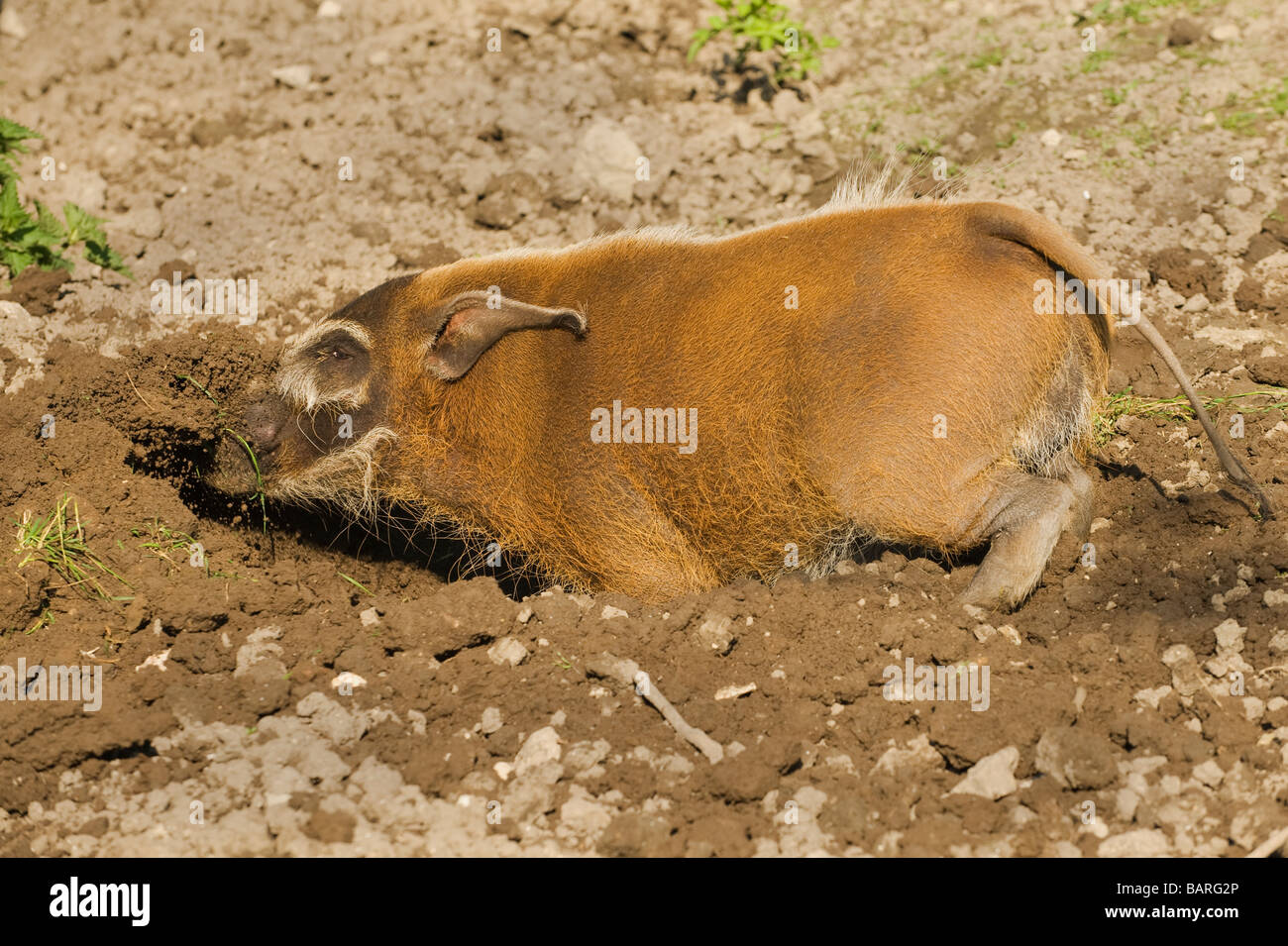Red River Hog (Potamochoerus porcus), Captive, Port Lympne Wild Animal Park, Großbritannien Stockfoto
